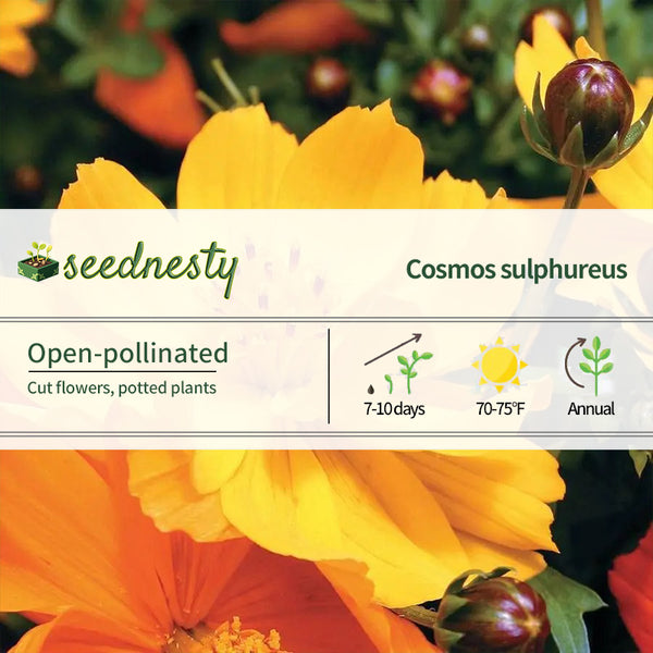 Cosmic Yellow Cosmos Flower Seeds