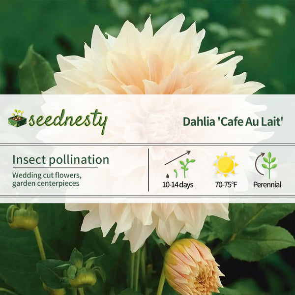Dahlia 'Cafe Au Lait' Seeds