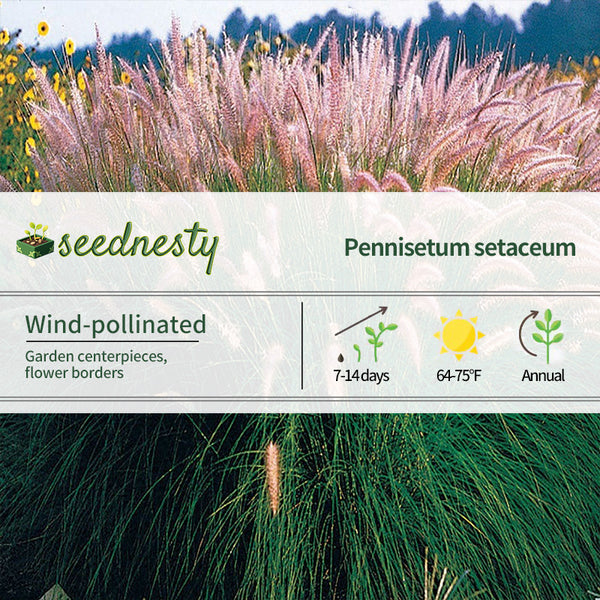 Fountain Grass Seeds