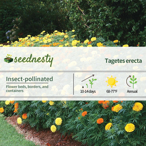 Mixed romantic marigold seeds