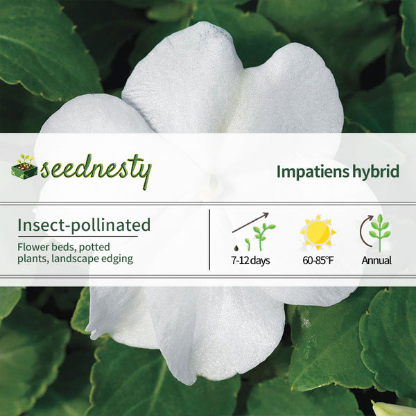 Accent Premium White Hybrid Impatiens Seeds