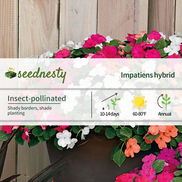 Shady Lady II Mix Hybrid Impatiens Seeds