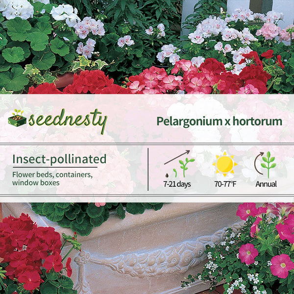 Multibloom Mix Hybrid Geranium Seeds