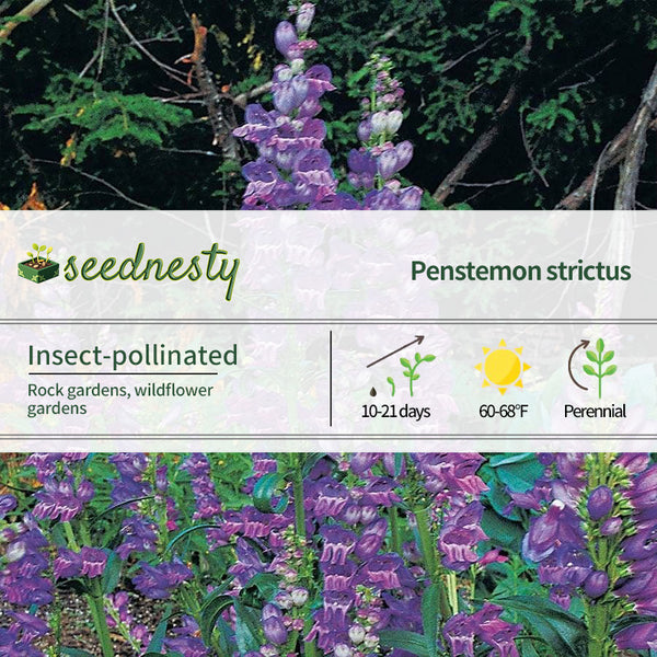 Rocky Mountain Penstemon Seeds