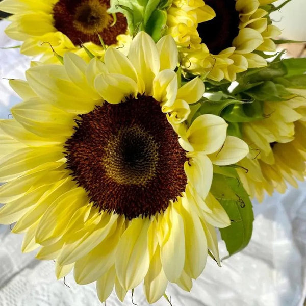 Yellow Sunflower with Black Heart Seeds