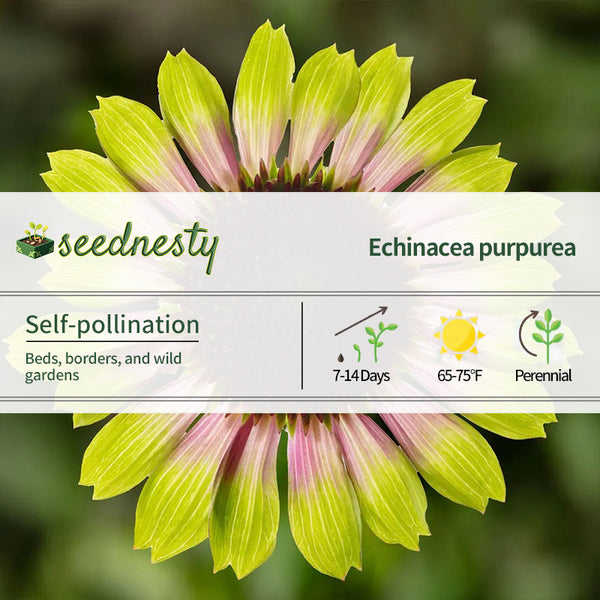 Prairie Blaze Vintage Lime Coneflower Seeds