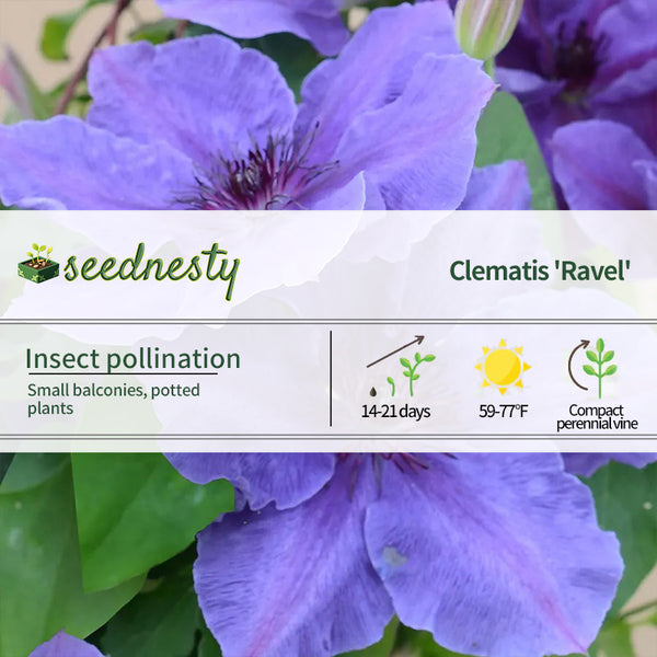 Clematis Boulevard Ravel Seeds