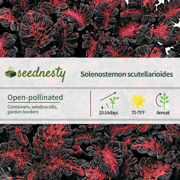 Black Dragon Coleus Seeds