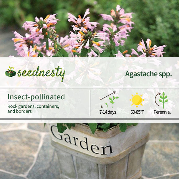 Arizona Sunset Hyssop Seeds