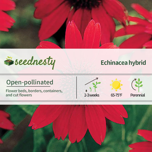 Sombrero Salsa Red Coneflower Seeds