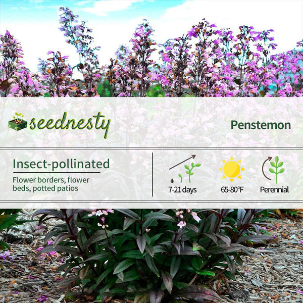 Penstemon 'Blackbeard' Beardtongue Seeds