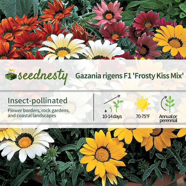 Frosty Kiss Mix Gazania Seeds