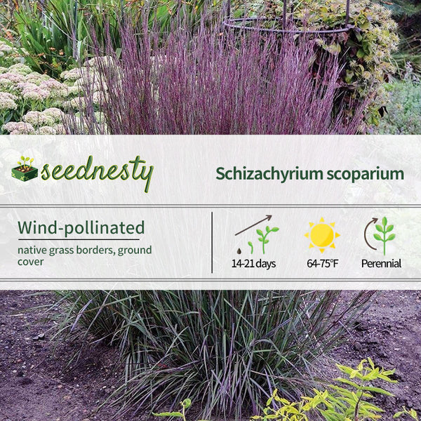 Schizachyrium Prairie Winds 'Blue Paradise' Little Bluestem Seeds