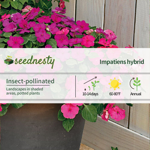 Shady Lady II Glow Girl Hybrid Impatiens Seeds