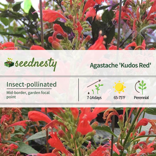 Agastache 'Kudos Red' Seeds