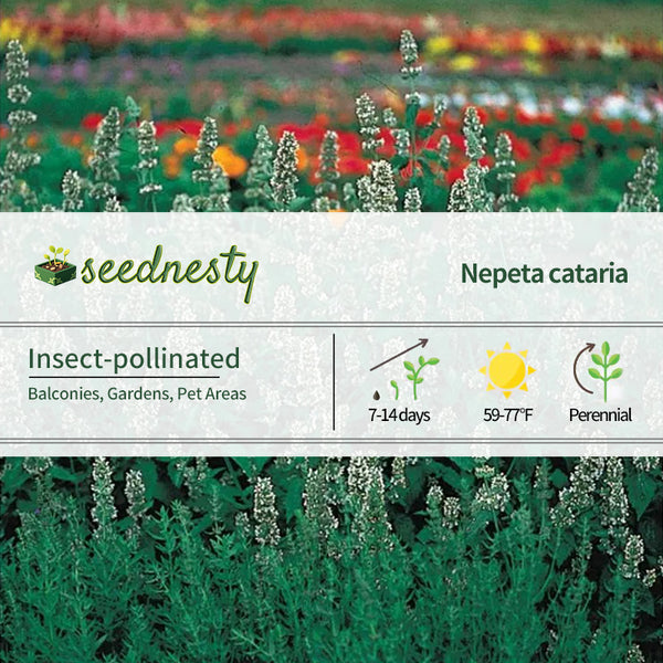 Organic Catnip Seeds