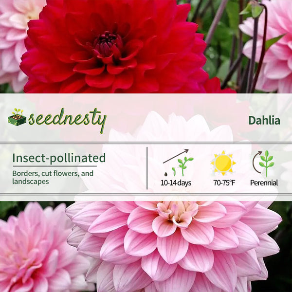 Dahlia Naomi and Prospero Mix Seeds