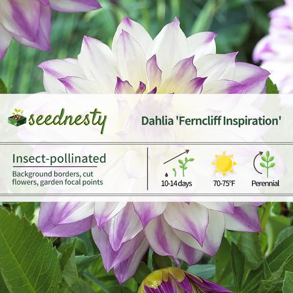 Dahlia 'Ferncliff Inspiration' Seeds