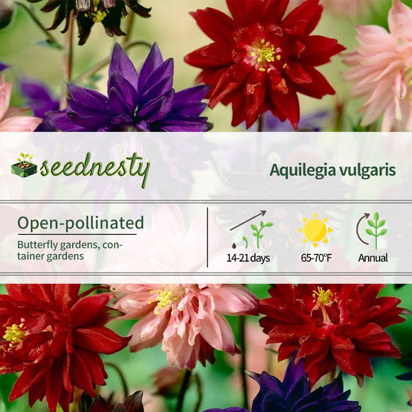 Aquilegia Artisian Blend Columbine Seeds