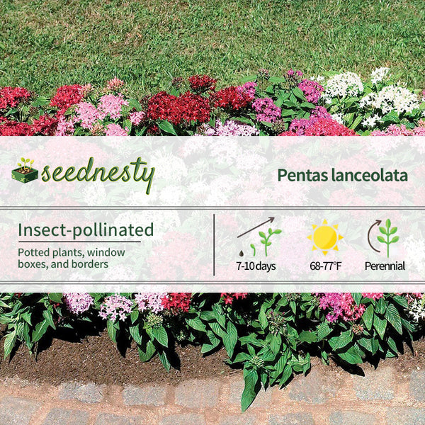 Graffiti Mix Pentas Seeds