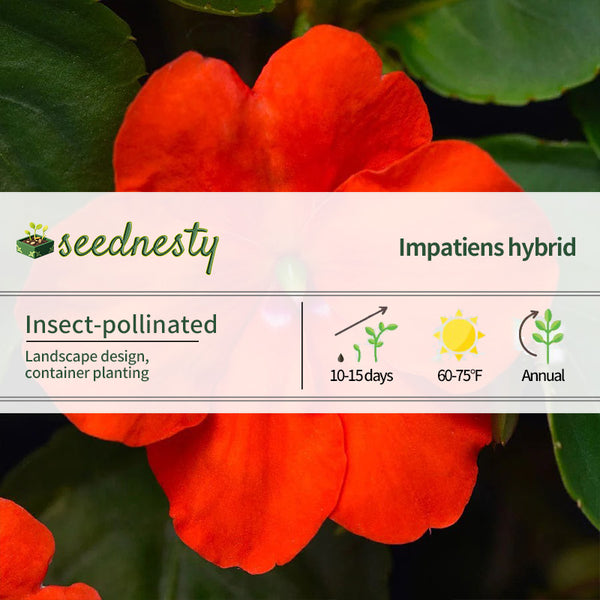 Beacon Orange Hybrid Impatiens Seeds