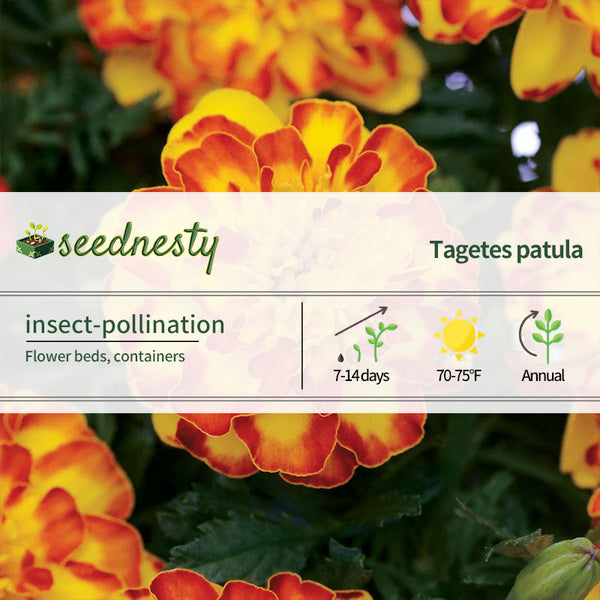 Flamenco Marigold Seeds
