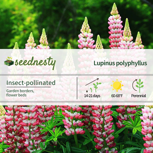 Chatelaine Russell Lupine Seeds