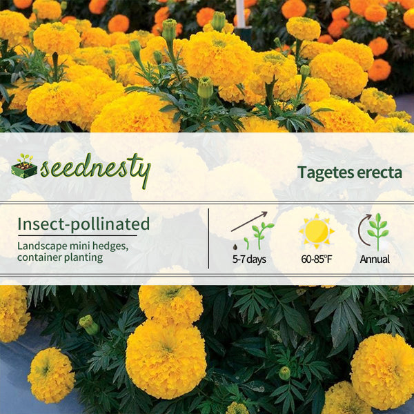 Big Duck Gold F1 Marigold Seeds