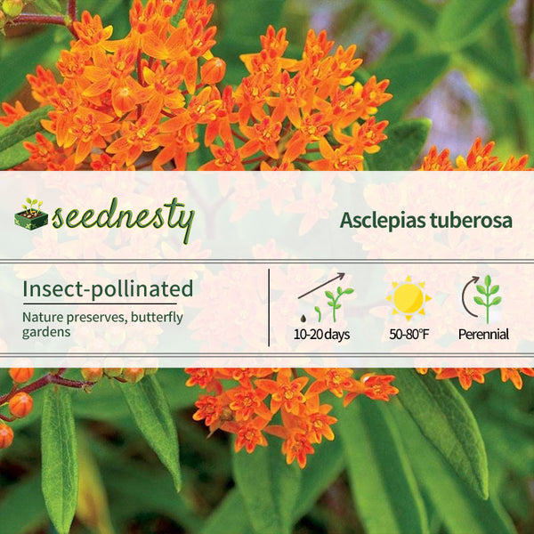 Butterfly Weed Seeds