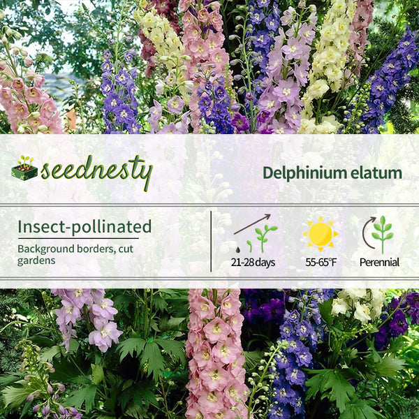 Delphinium Giant Cottage Style Mixed Larkspur Seeds