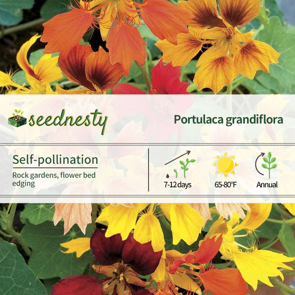 Phoenix Nasturtium Seeds