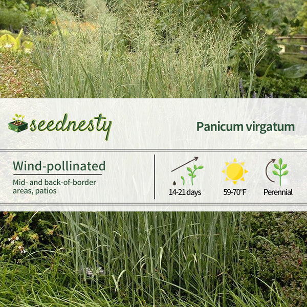 Panicum 'Heavy Metal' Seeds