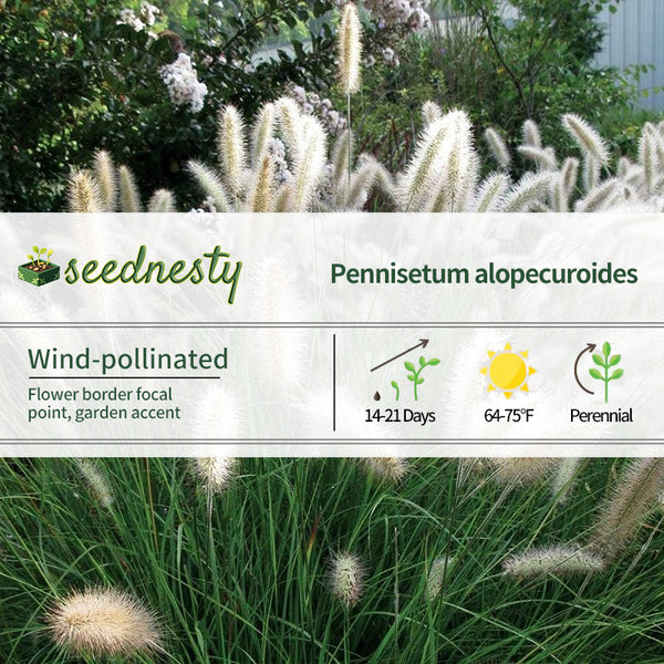 Pennisetum 'Cassian' Seeds