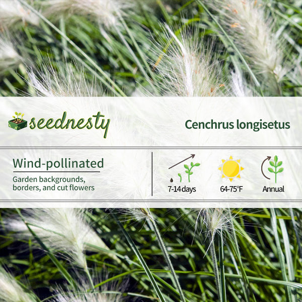 Fluffy Feathertop Grass Seeds