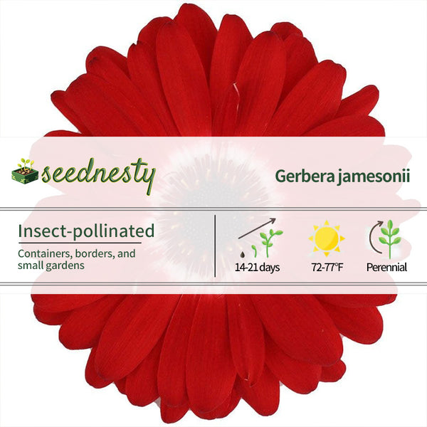 Majorette Red Bicolor Dark Eye Gerbera Seeds