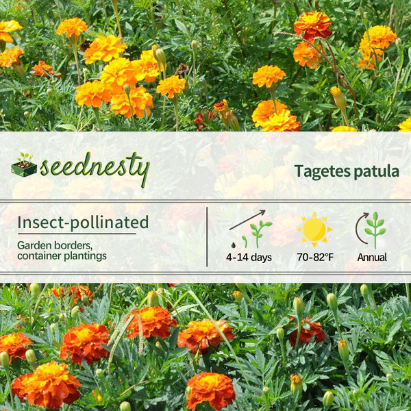 Sow Effortless Collection Marigold Sparky Mix Seed