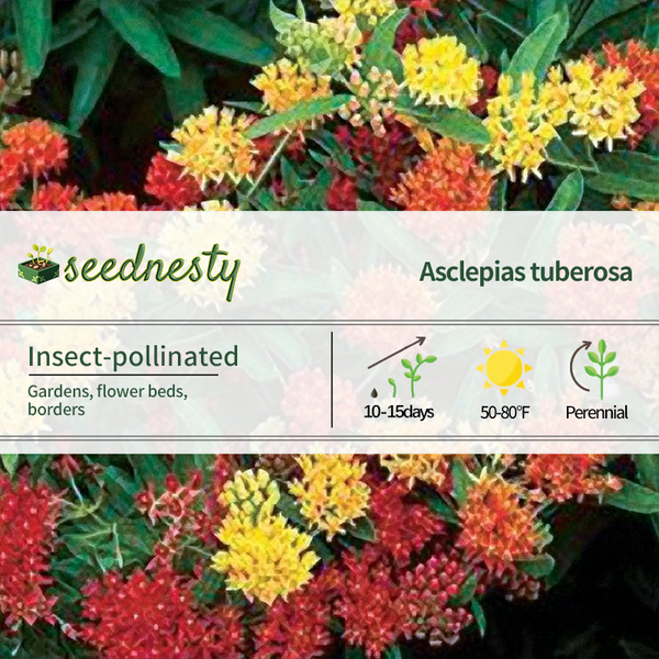 Gay Butterflies Butterfly Weed Seeds