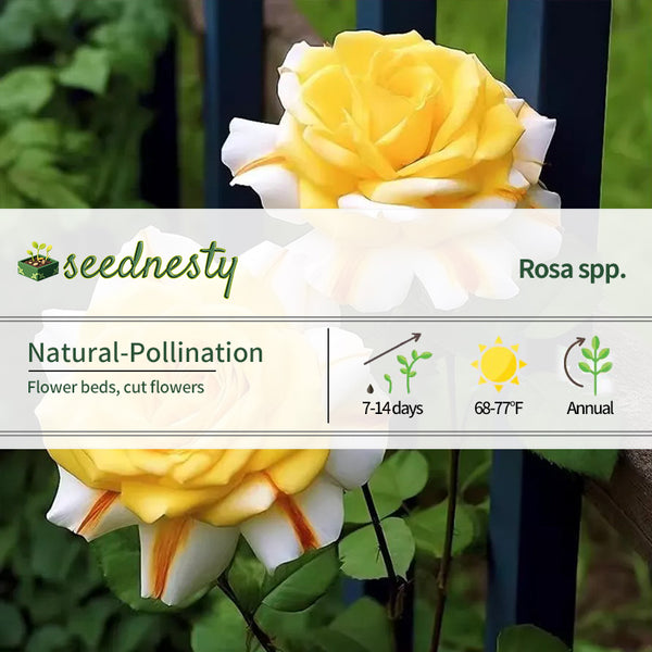 Yellow Striped Rose Seeds