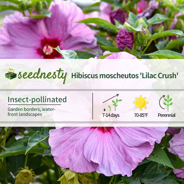 Hibiscus Summerific 'Lilac Crush' Rose Mallow Seeds