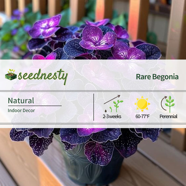 Begonia Rex 'Cosmic Purple' Seeds