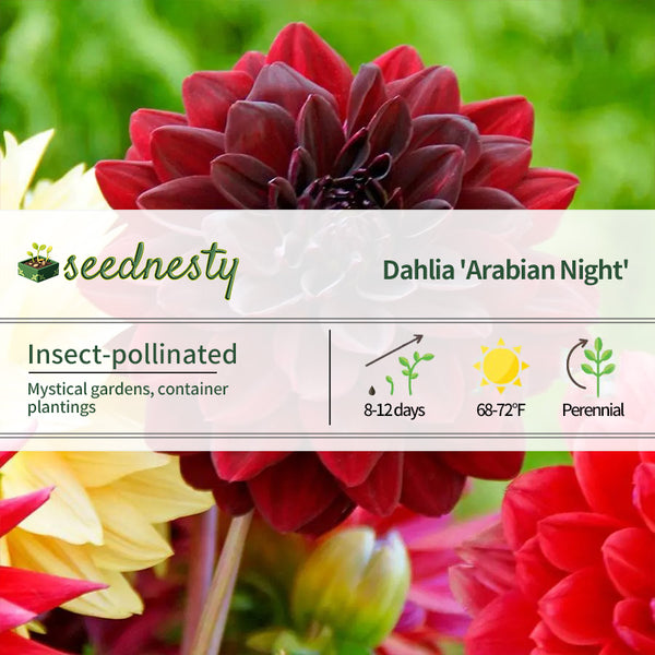 Dahlia 'Arabian Night' Seeds