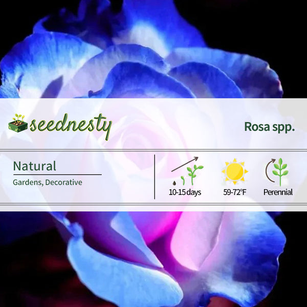 Rare Moon Rose Seeds