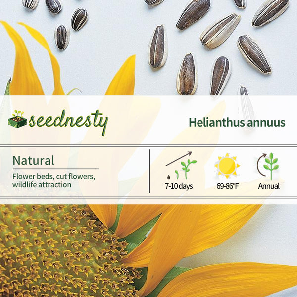 Sunflower, Super Snack Mix Hybrid