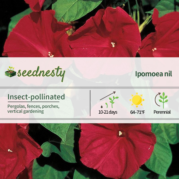 Scarlet O'Hara Morning Glory Vine Seeds