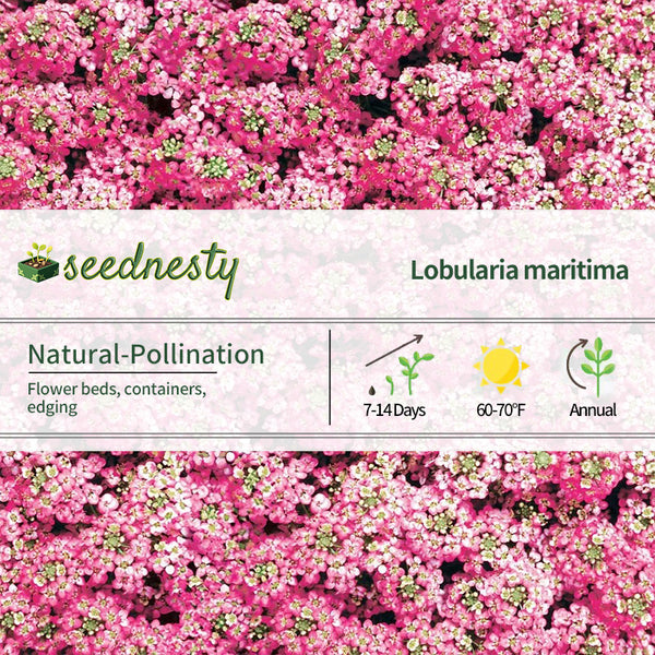 Easter Bonnet Deep Pink Sweet Alyssum Seeds