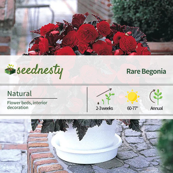 Switzerland Bloody Begonia Flower Seeds