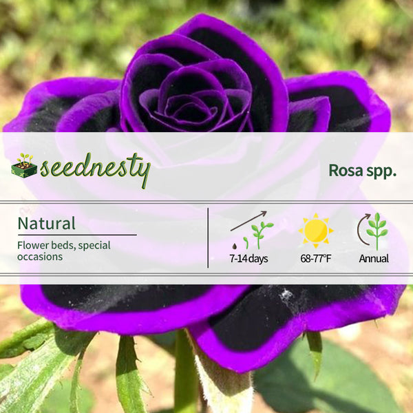 Lace Black Rose Seeds