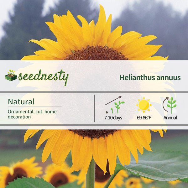 Sunflower, Kong Hybrid Seeds