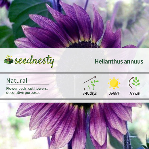 Rare Color Purple Sunflower