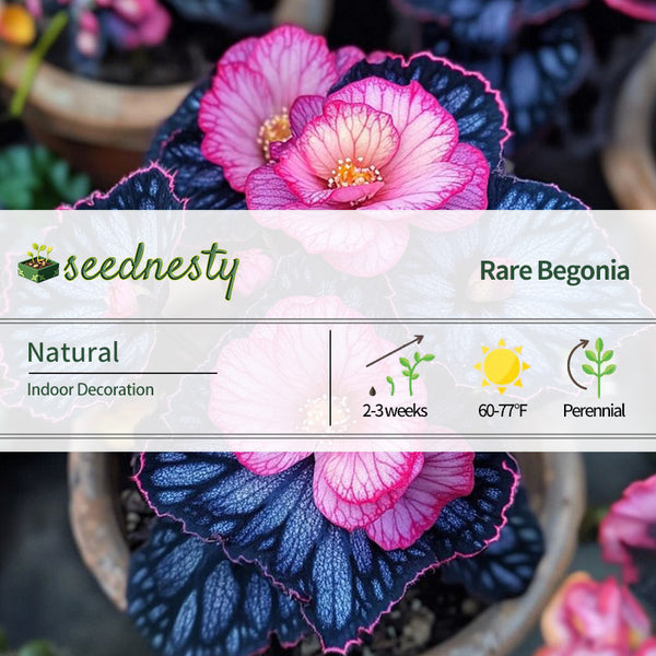 Begonia Rex ‘Pink Lightning’Seeds